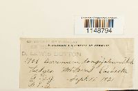 Paraleucobryum longifolium image