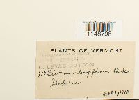 Paraleucobryum longifolium image