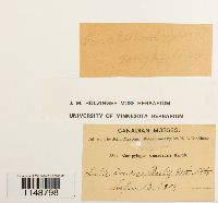 Paraleucobryum longifolium image