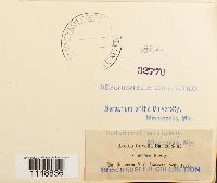 Dicranum fulvum image