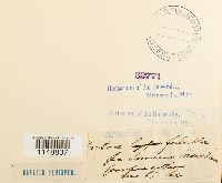 Dicranum fulvum image