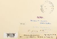 Dicranum fulvum image