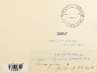 Dicranum fulvum image