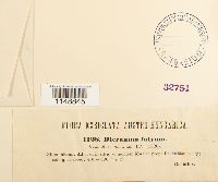 Dicranum fulvum image