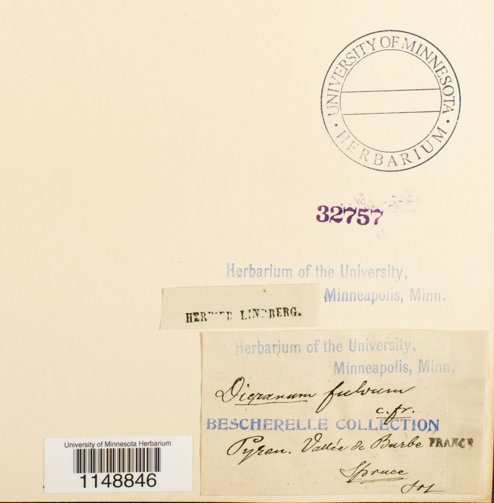 Dicranum fulvum image