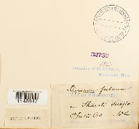 Dicranum fulvum image