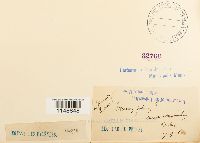 Dicranum fulvum image