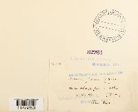 Dicranum fulvum image