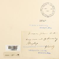 Dicranum fulvum image