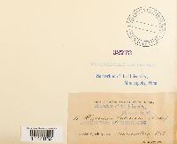 Dicranum fulvum image