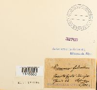 Dicranum fulvum image