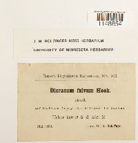 Dicranum fulvum image