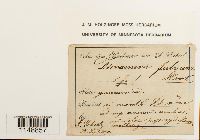 Dicranum fulvum image