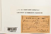 Dicranum fulvum image