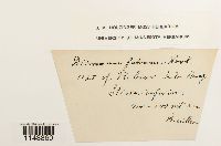 Dicranum fulvum image