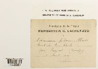 Dicranum fulvum image