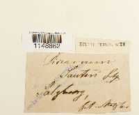 Paraleucobryum longifolium image