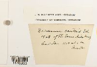 Paraleucobryum longifolium image