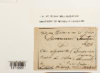 Paraleucobryum longifolium image