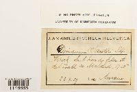 Paraleucobryum longifolium image