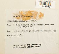 Media resource of Phaeoceros laevis