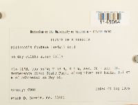 thumbnail image of current specimen