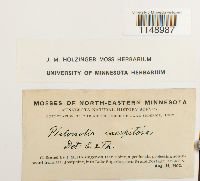 Philonotis fontana var. caespitosa image