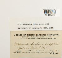 Philonotis fontana var. caespitosa image