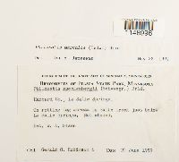 Philonotis marchica image