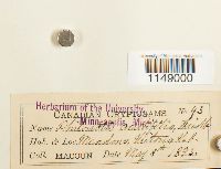 Media resource of Philonotis acutiflora