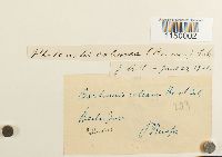 Media resource of Philonotis calcarea