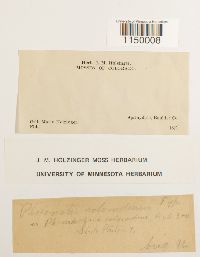 Philonotis marchica image