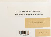 Philonotis fontana var. caespitosa image