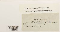 Thumbnail image of current specimen