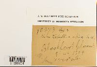 Philonotis fontana image