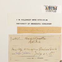 Philonotis fontana image