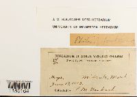 thumbnail image of current specimen