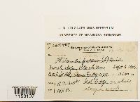 Philonotis marchica image