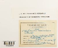 Philonotis marchica image