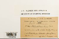 Philonotis marchica image