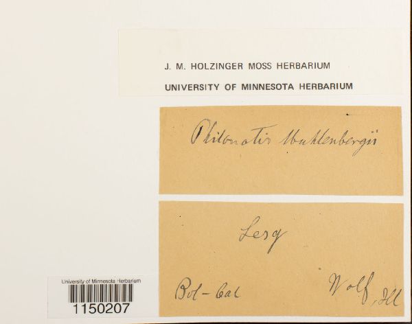 Philonotis muhlenbergii image