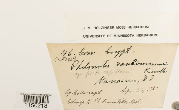 Philonotis capillaris image