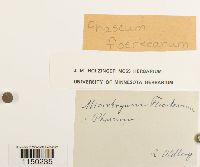 Image of Phascum floerkeanum