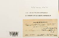 Grimmia elatior image