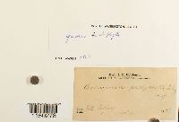 Grimmia trichophylla image