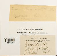 Jaffueliobryum raui image