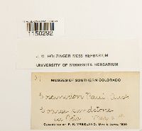 Jaffueliobryum raui image