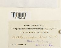 Jaffueliobryum raui image