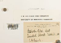 Jaffueliobryum raui image