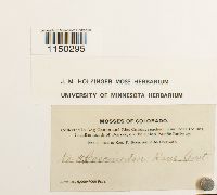 Jaffueliobryum raui image